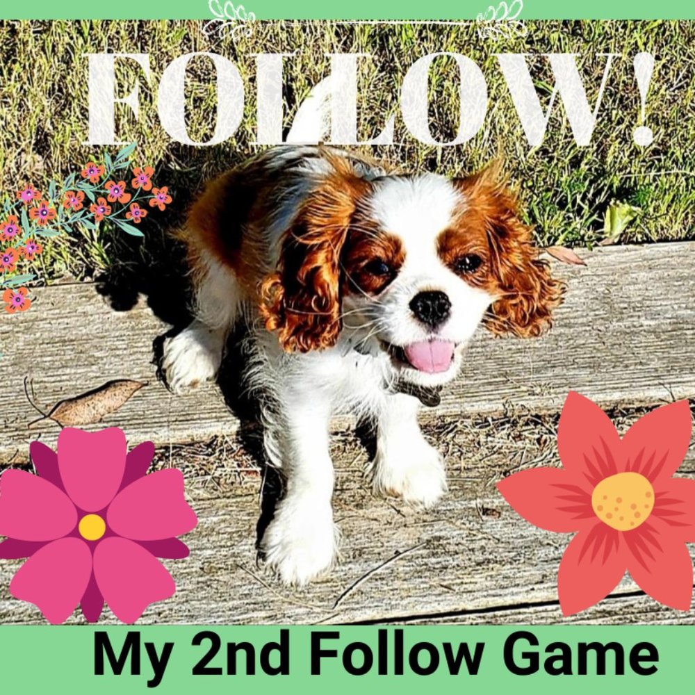 MY 2nd FOLLOW GAME